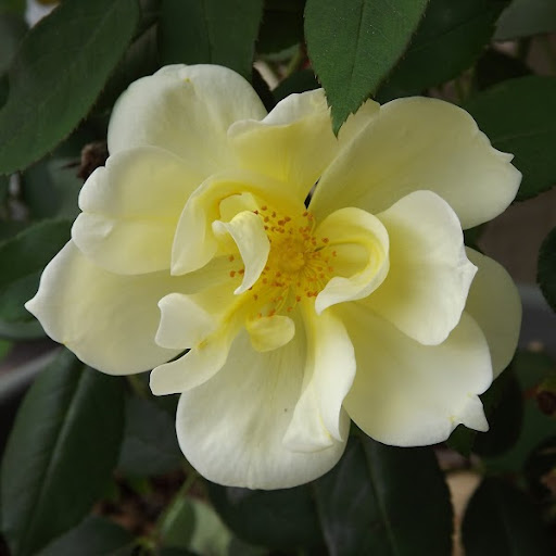 Christine Mclendon Photo 6