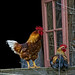 Debbie Flanigan Photo 29