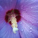 Patty Fiore Photo 20