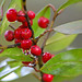 Holly Long Photo 23