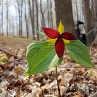 Julie Henshaw Photo 8