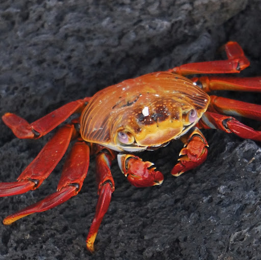 Joyce Mckinney Photo 5