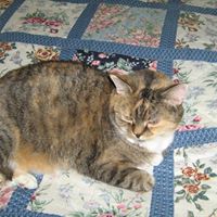 Susan Donahue Photo 12 Susan Donahue Photo 12