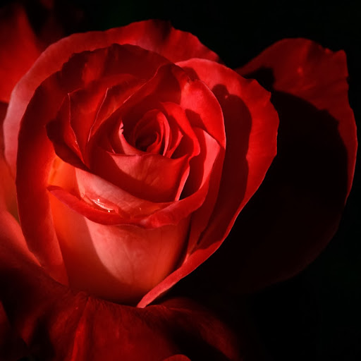 Roger Bell Photo 20 Roger Bell Photo 20