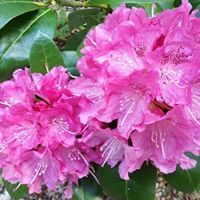 Shirley May Photo 11