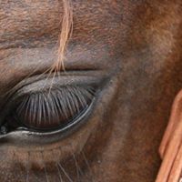 Cindy Prescott Photo 35