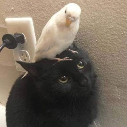 Veronica Jones Photo 10