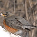 Robin Kramer Photo 23