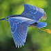 Howard Flicker Photo 5