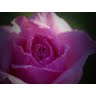Debra Gilmore Photo 29