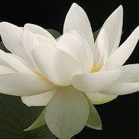 Frances Lester Photo 15