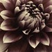 Kirsten Wills Photo 6