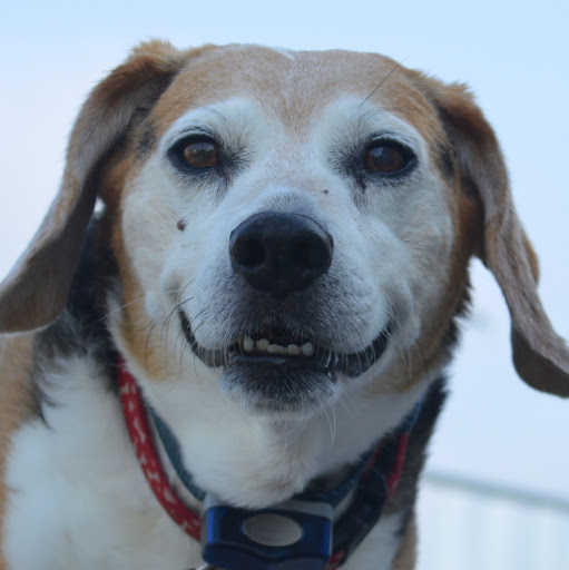 Lisa Dougherty Photo 13