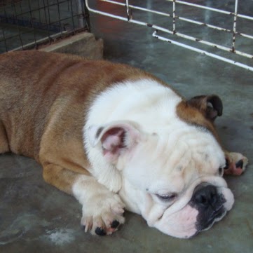 Adolfo Martinez Photo 42 Adolfo Martinez Photo 42