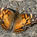 Stephen Halliburton Photo 15