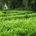 Nancy Hedges Photo 26