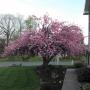 Debbie Shultz Photo 16