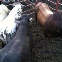 Aaron Mullet Photo 1