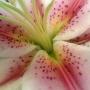 Cathy Randall Photo 24