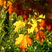 Judi Parks Photo 15