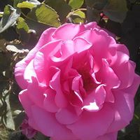 Teresa Browning Photo 37