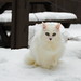 Gina Snow Photo 25