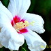 Sharon Whiting Photo 29