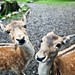Bobbie Deer Photo 8