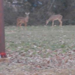 Eugene Minor Photo 16