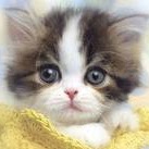 Michael Nevin Photo 12