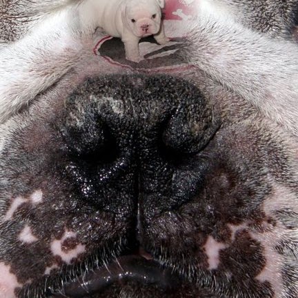 Diana Summers Photo 25