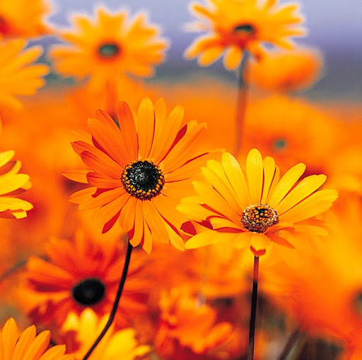 Theresa Baker Photo 15 Theresa Baker Photo 15