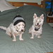 Cindy Wiley Photo 18