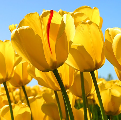 Stacey Arthur Photo 11