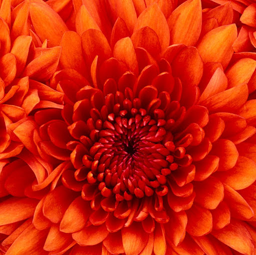 Diana Sharp Photo 17