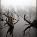 Misty Crisp Photo 12