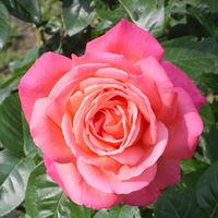 Renee Gentry Photo 23