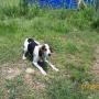 David Flannery Photo 16