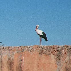 Ron Caldwell Photo 24