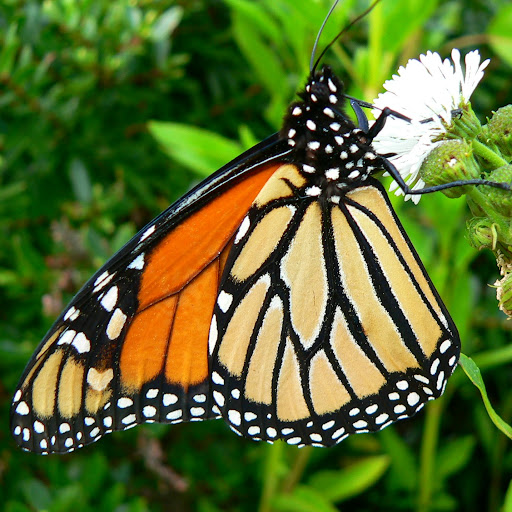 Sarah Visser Photo 7