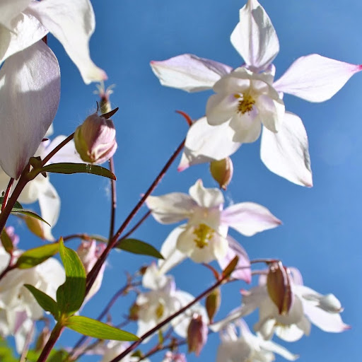 Sonya Jones Photo 10