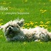 Joy Grass Photo 6