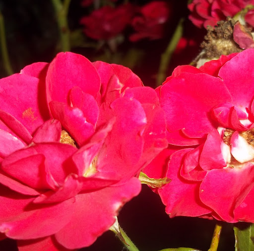 Barbara Scruggs Photo 25