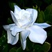 Aimee White Photo 26