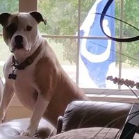 Dennis Ingram Photo 30