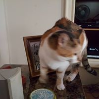 Renee Vincent Photo 15