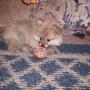 Samuel Roberson Photo 24