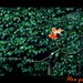 Lan Gao Photo 6