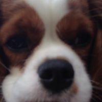 Deborah Anastasio Photo 4