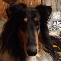 Deborah Ballinger Photo 4